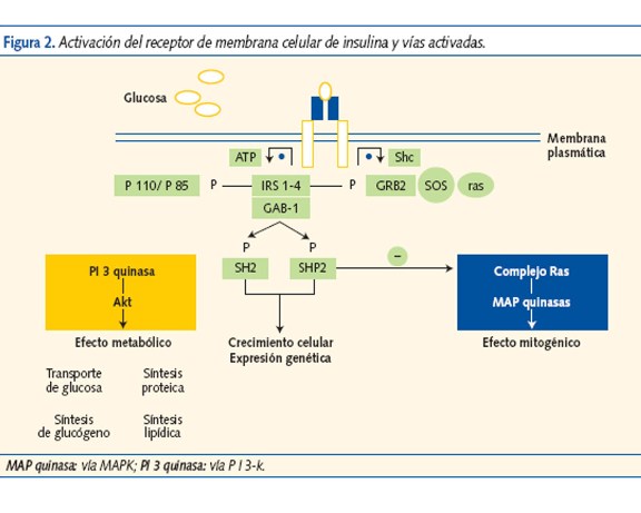 Figura 2. Activación del receptor de membrana celular de insulina y vías activadas.